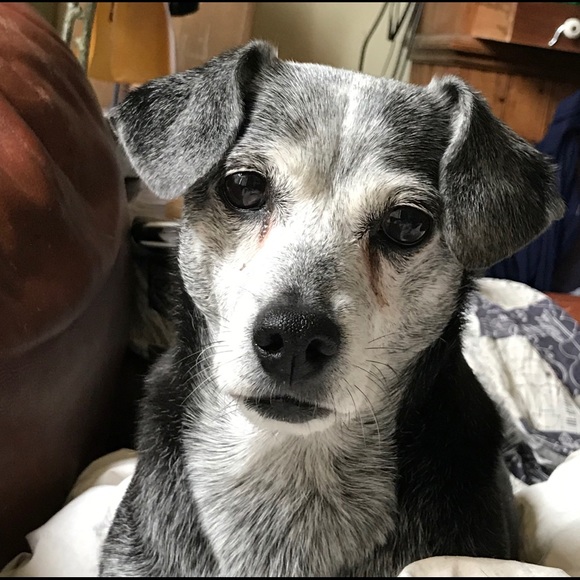 Meet your Posher, Lady Elsa - Picture 1 of 1